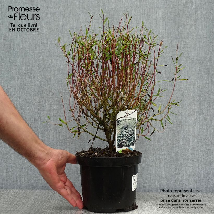 Ejemplar de Salix repens - Sauce rastrero Maceta 2L/3L entregado en otoño
