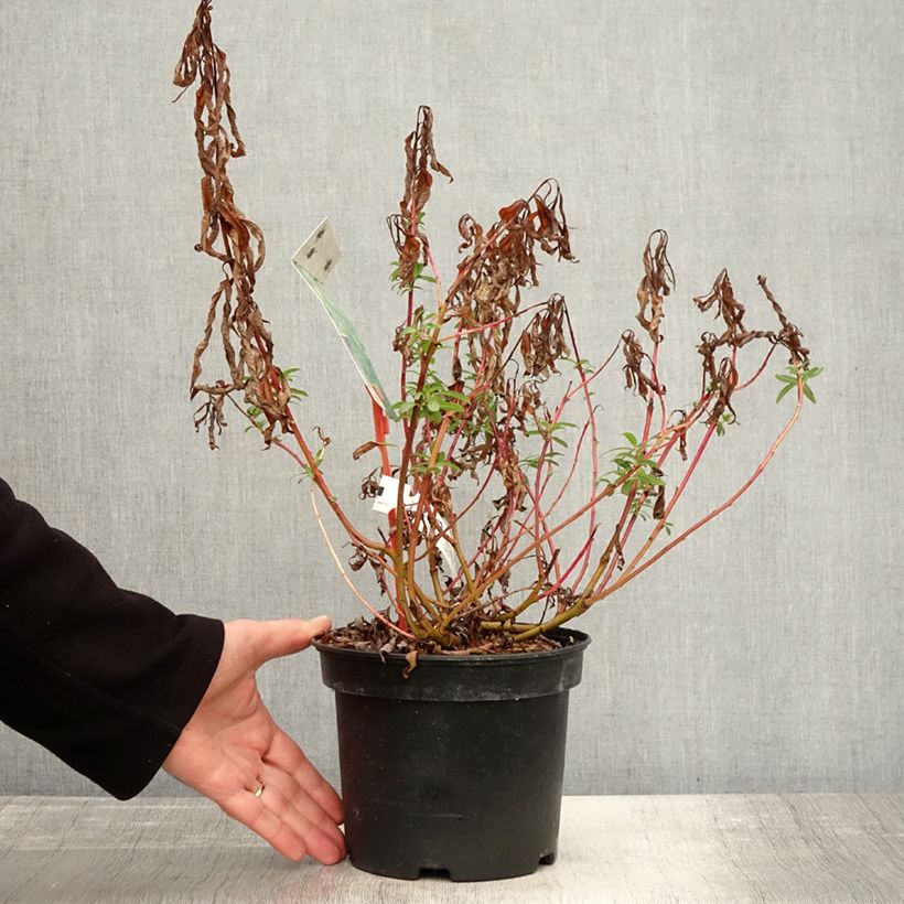 Ejemplar de Salix sachalinensis Sekka - Sauce Maceta 3L/4L entregado en otoño