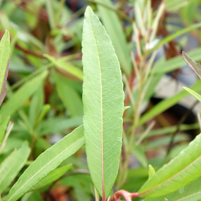 Salix sachalinensis Sekka - Sauce (Follaje)