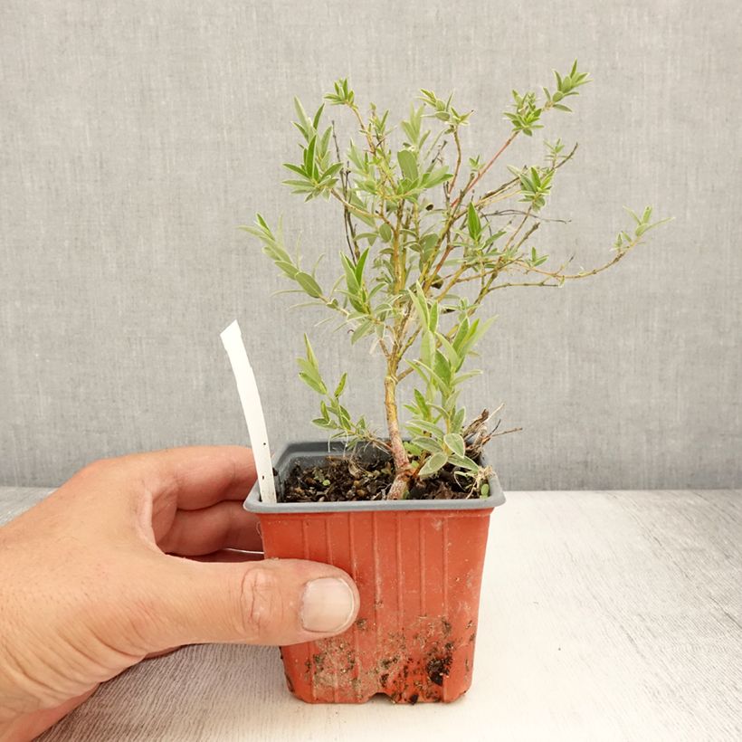 Ejemplar de Salix subopposita - Sauce Maceta de 8/9 cm entregado en verano