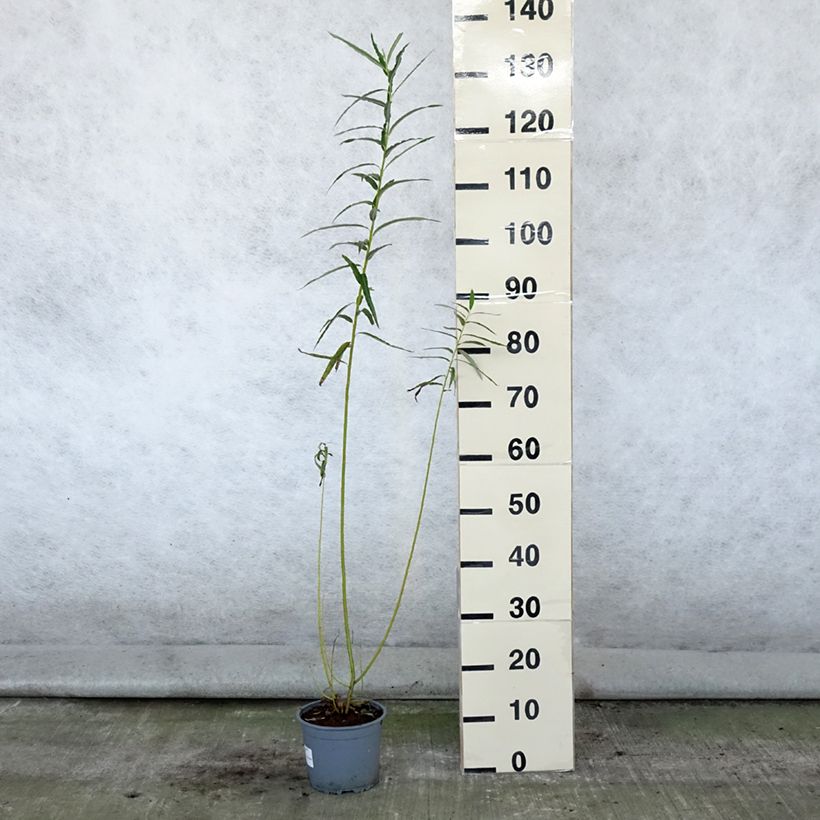 Ejemplar de Salix viminalis - Mimbrera blanca Maceta 1,5L/2LAltura de entrega aprox. 40/60cm entregado en verano