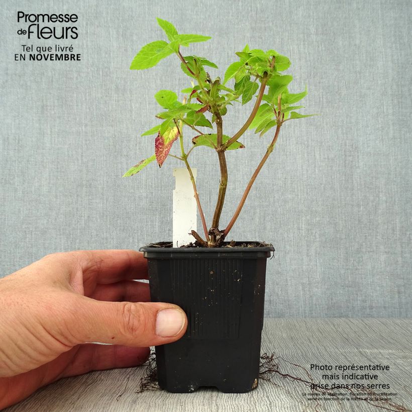 Ejemplar de Salvia guaranitica Amante - Salvia azul Maceta de 8/9 cm entregado en otoño