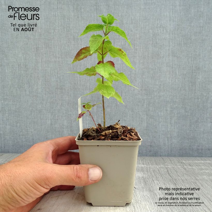 Ejemplar de Salvia guaranitica Amante - Salvia azul Maceta de 8/9 cm entregado en verano