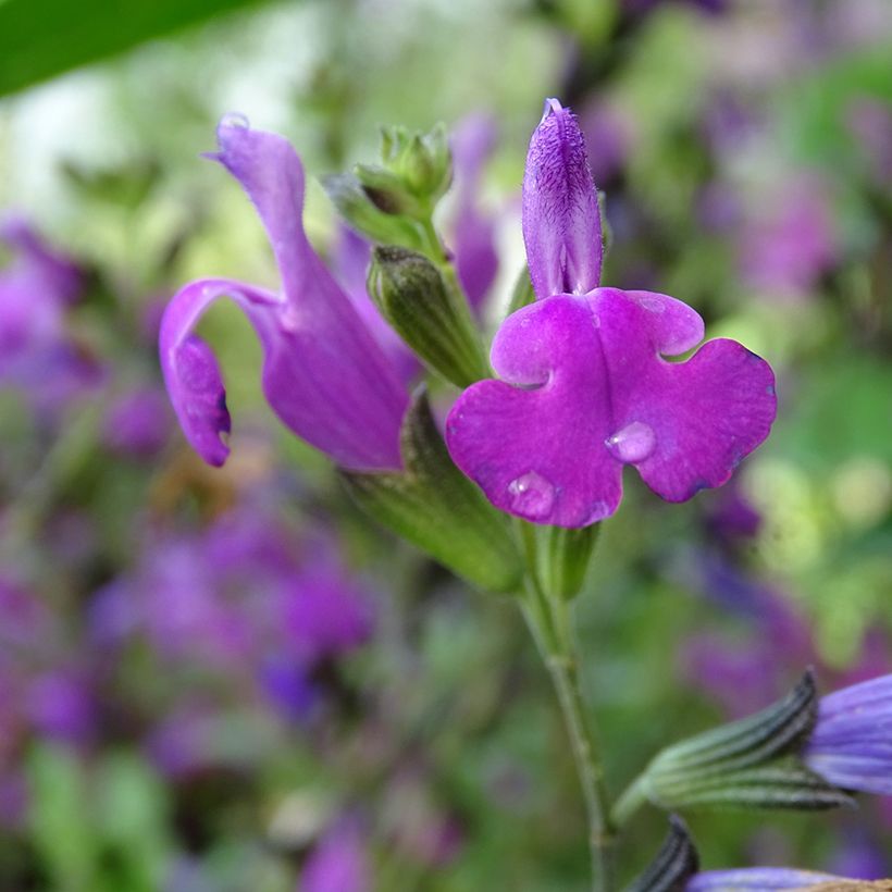 Salvia greggii ARCTIC BLAZE Purple - Salvia de otoño (Floración)
