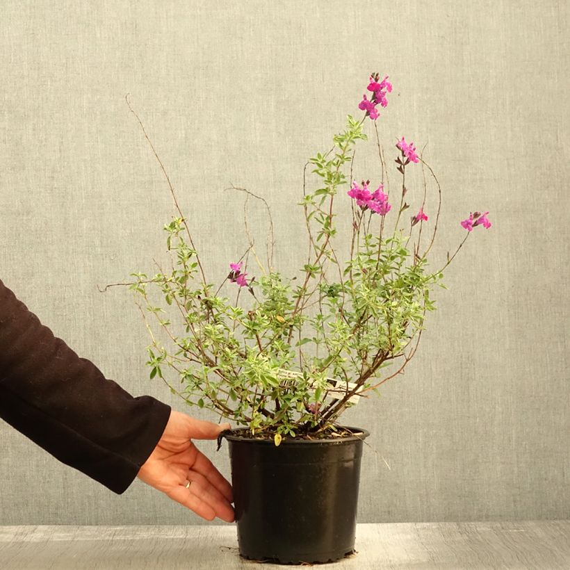 Ejemplar de Salvia greggii ARCTIC BLAZE Purple - Salvia de otoño Maceta 2L/3L entregado en otoño