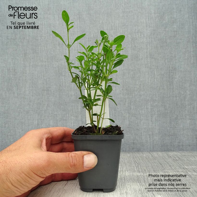 Ejemplar de Salvia jamensis Violette de Loire Maceta de 8/9 cm entregado en otoño
