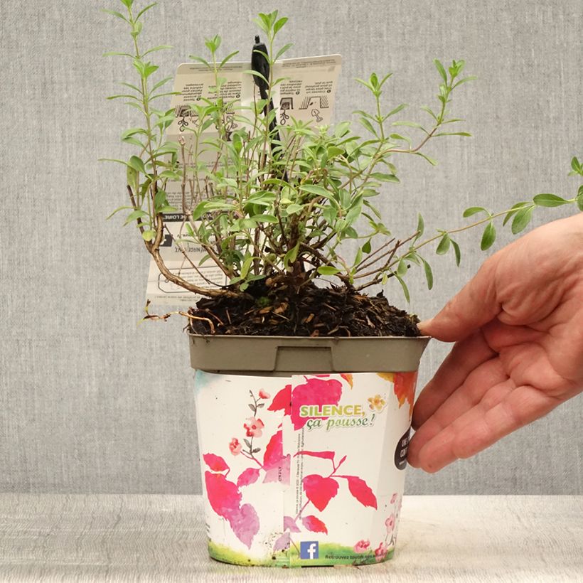 Ejemplar de Salvia jamensis Violette de Loire Maceta 2L/3L entregado en verano