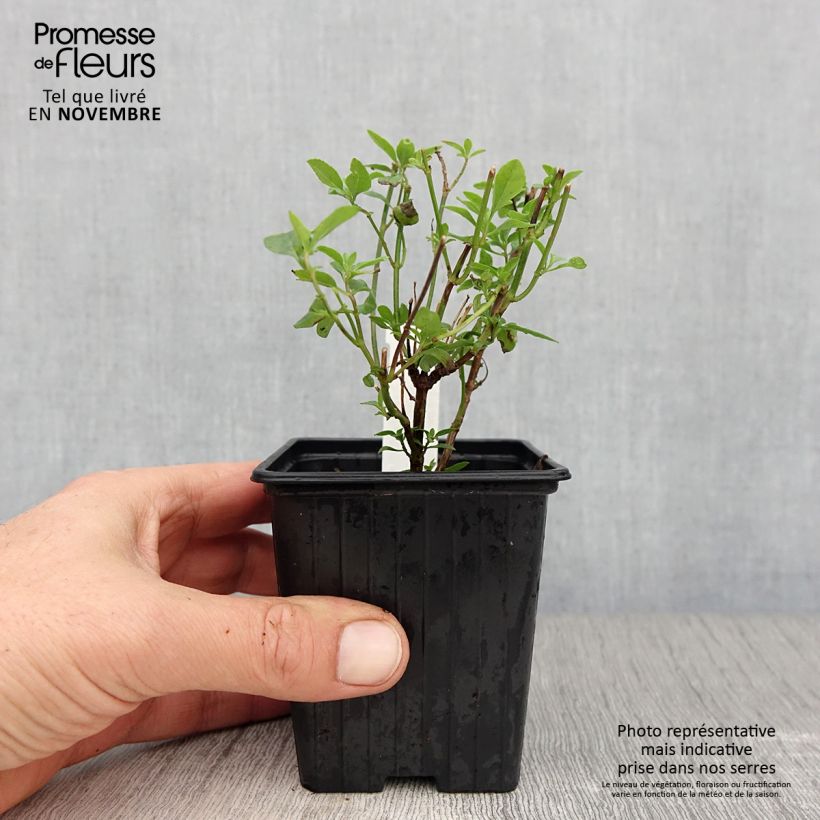 Ejemplar de Salvia microphylla Delice Aquamarine - Salvia rosa Maceta de 8/9 cm entregado en otoño
