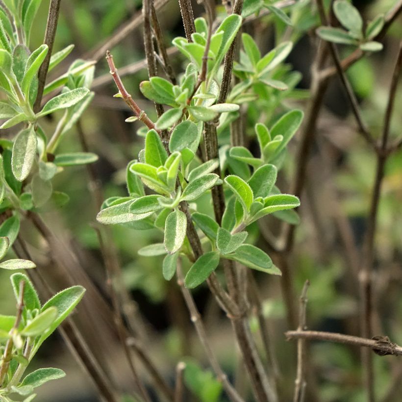 Salvia Delice Fiona (Follaje)