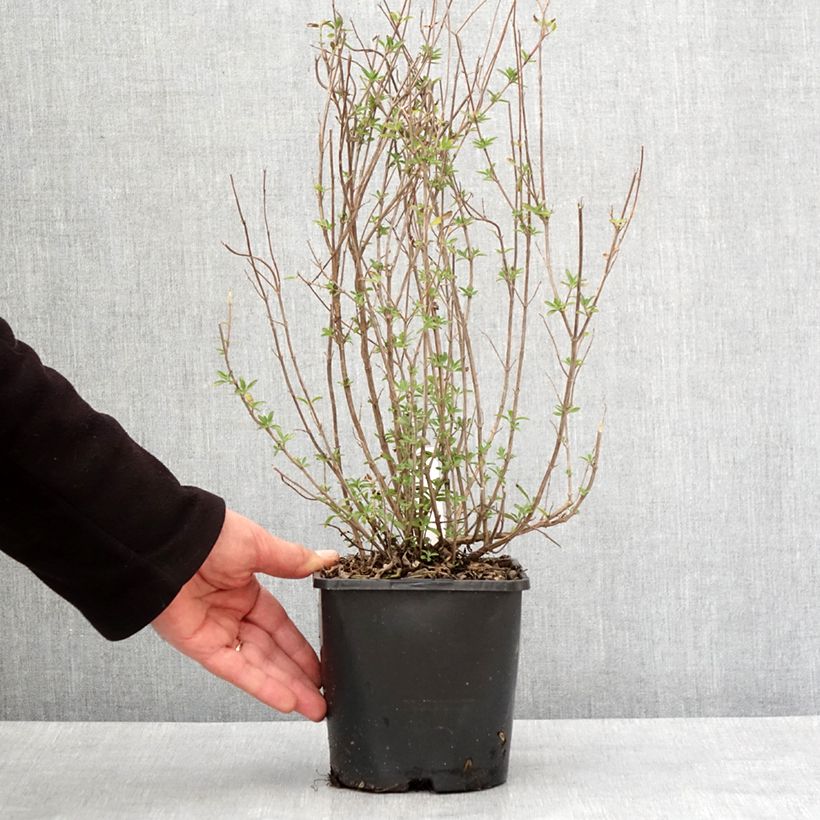 Salvia Delice Fiona Maceta 2L/3L Ejemplar entregado en invierno