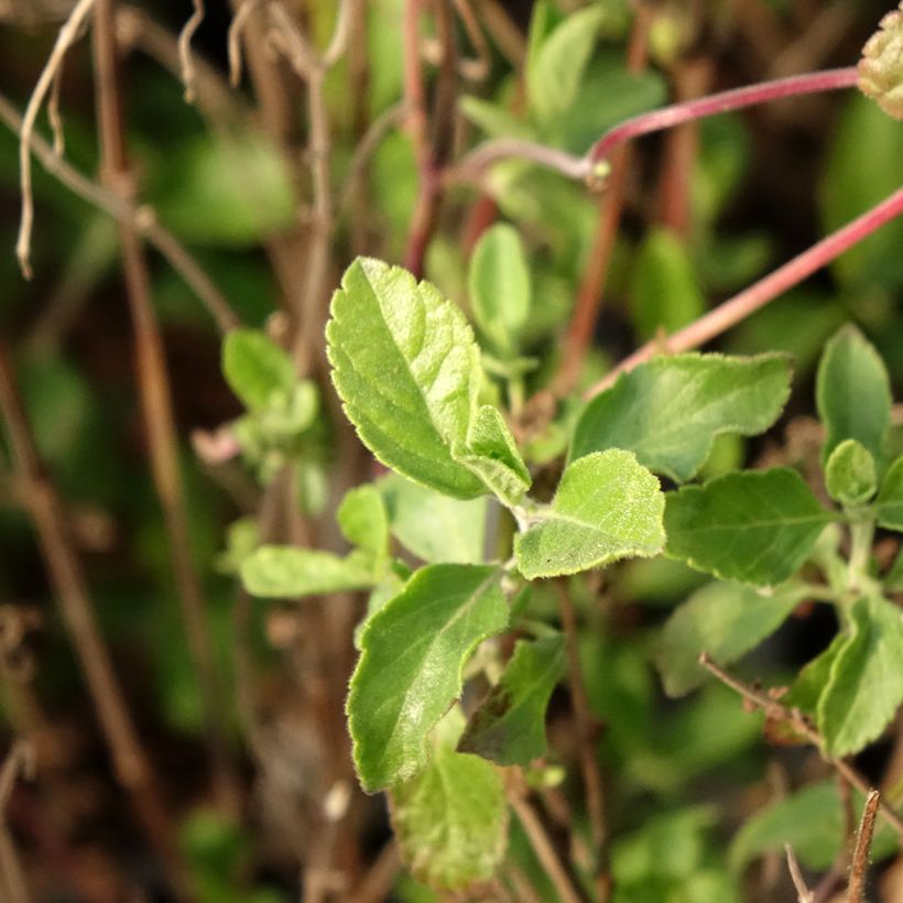 Salvia microphylla Little Kiss - Salvia rosa (Follaje)
