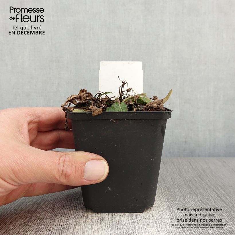 Ejemplar de Salvia nemorosa Blue Bouquetta Maceta de 8/9 cm entregado en otoño