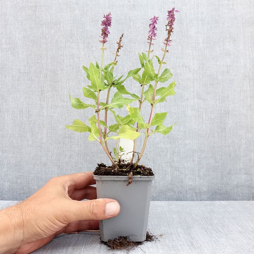Ejemplar de Salvia nemorosa Blue Marvel Maceta de 8/9 cm entregado en verano
