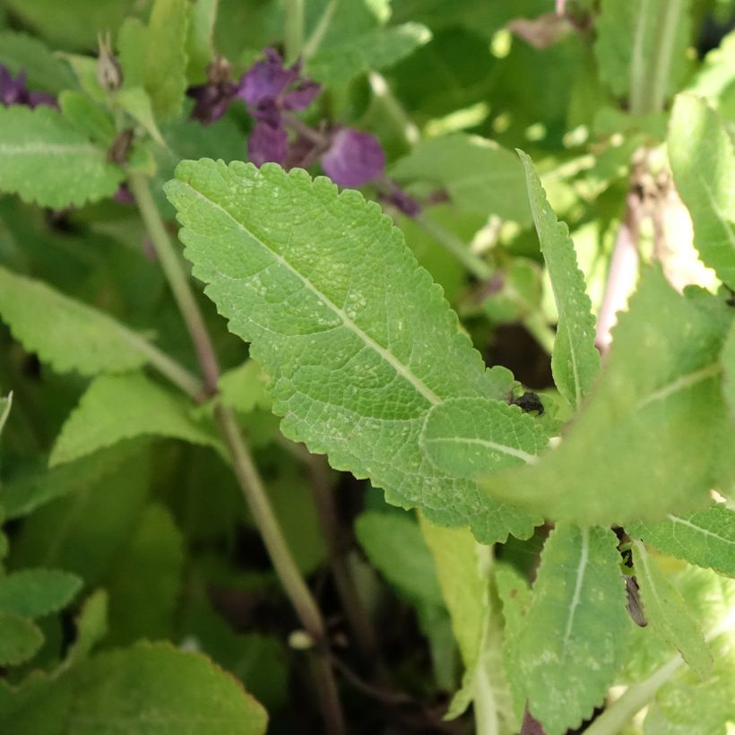 Salvia nemorosa Blue Marvel (Follaje)