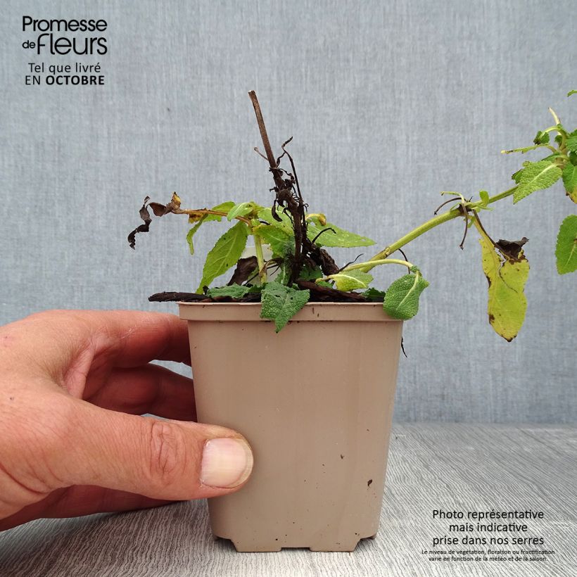 Ejemplar de Salvia nemorosa Bumblesky Maceta de 8/9 cm entregado en otoño