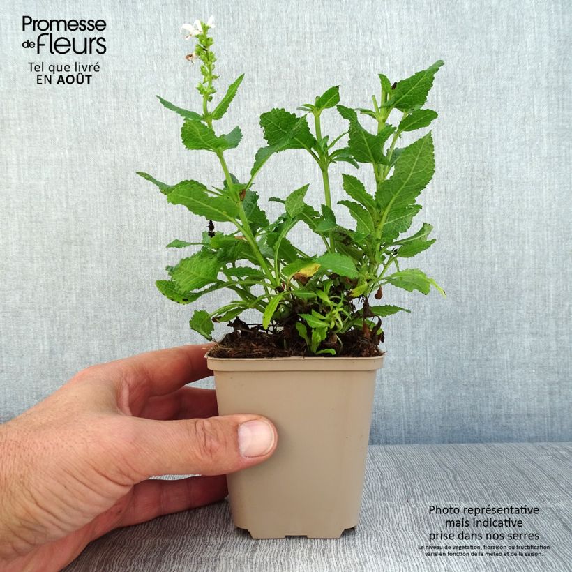 Ejemplar de Salvia nemorosa Bumblesnow - Sauge des bois Godet de 8/9 cm entregado en verano