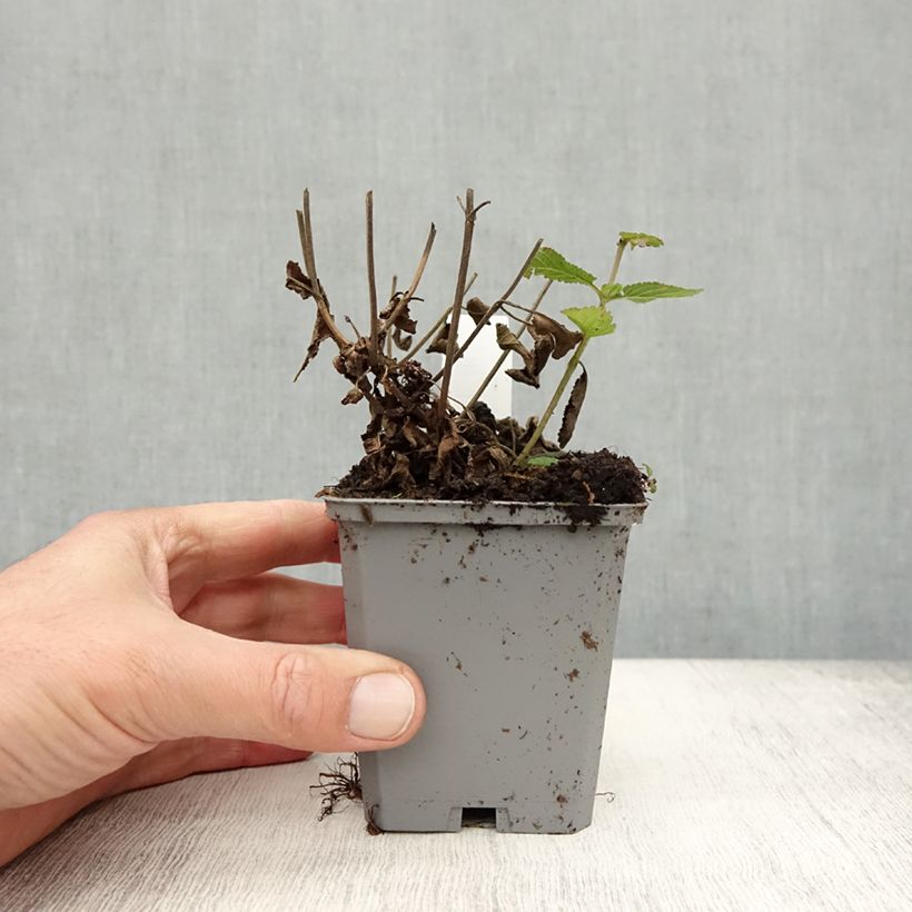 Ejemplar de Salvia nemorosa Caradonna Compact Maceta de 8/9 cm entregado en otoño