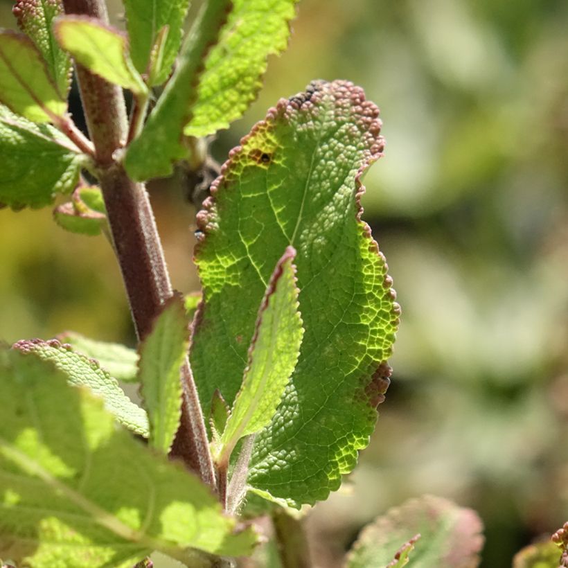 Salvia sylvestris Katsjing (Follaje)