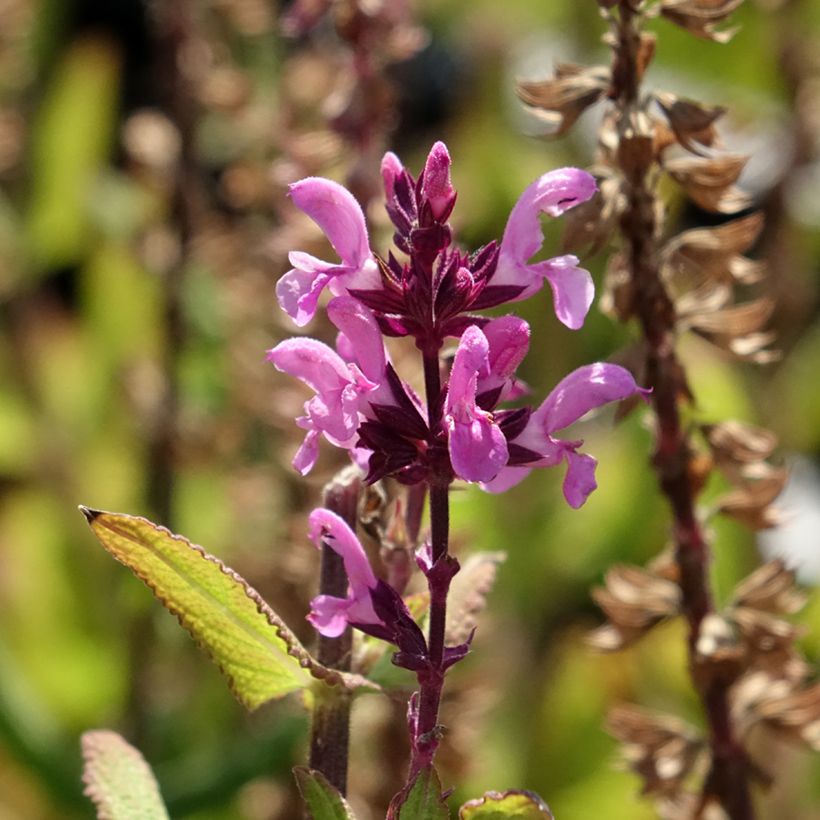Salvia sylvestris Katsjing (Floración)