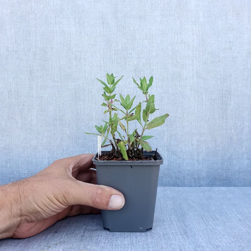 Ejemplar de Salvia nemorosa Lubecca Maceta de 8/9 cm entregado en verano