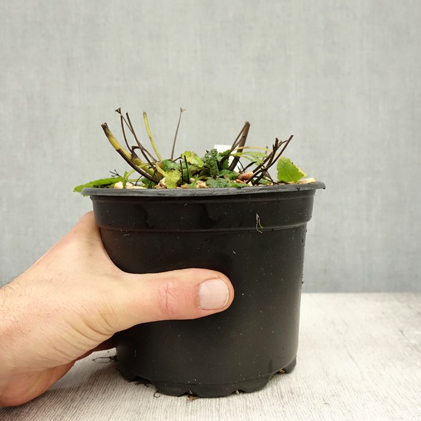 Ejemplar de Salvia nemorosa Mainacht Maceta 2L/3L entregado en otoño
