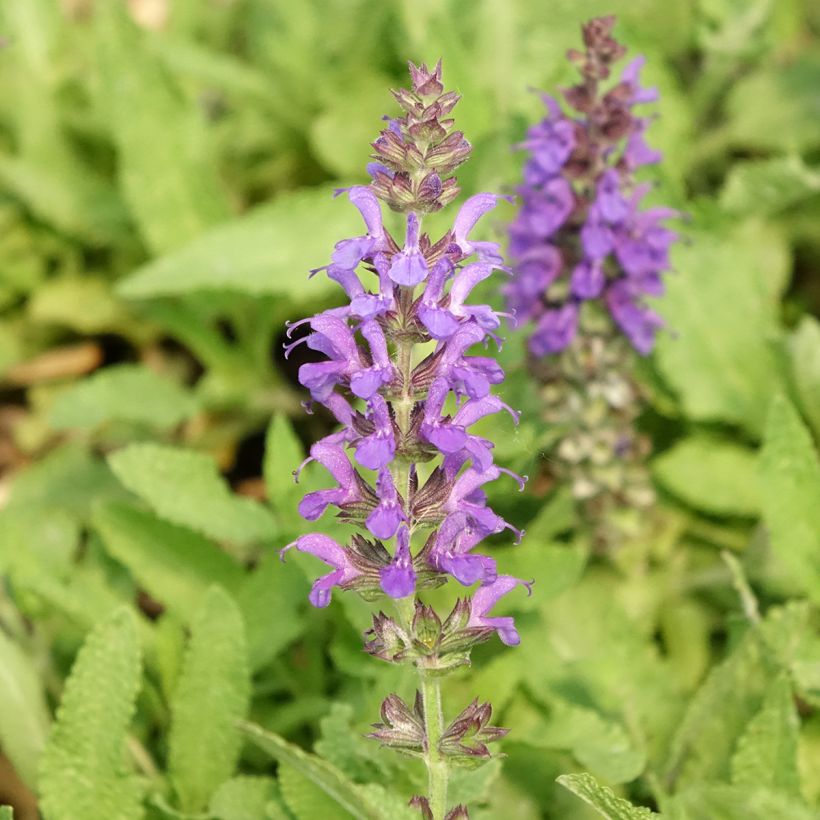 Salvia nemorosa Marcus (Floración)