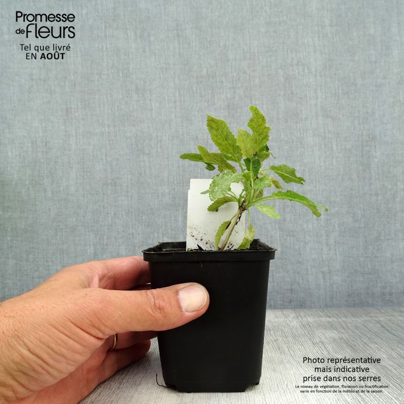 Ejemplar de Salvia nemorosa Marcus Maceta de 8/9 cm entregado en verano
