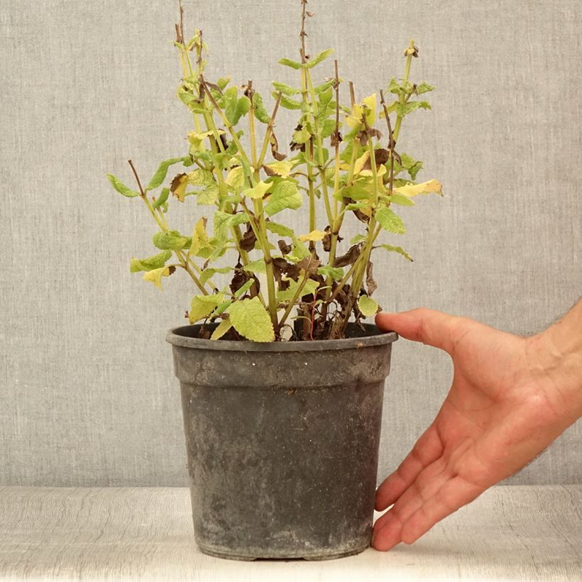 Ejemplar de Salvia nemorosa Marcus Maceta 2L/3L entregado en verano