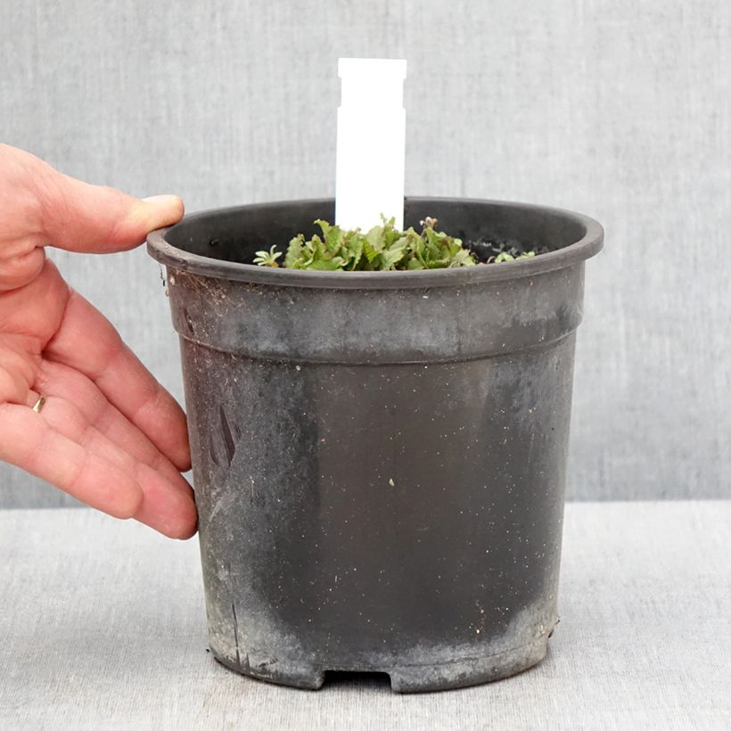 Salvia nemorosa Marcus Haeumanarc - Sauge des bois - Pot de 2L/3L Ejemplar entregado en la primavera