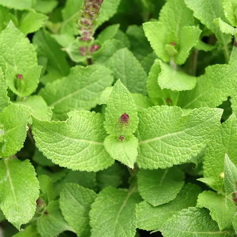 Salvia nemorosa Midnight Rose (Follaje)