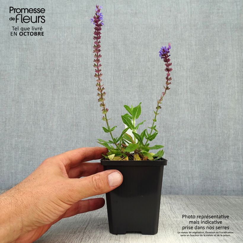Ejemplar de Salvia nemorosa Ostfriesland Maceta de 8/9 cm entregado en otoño