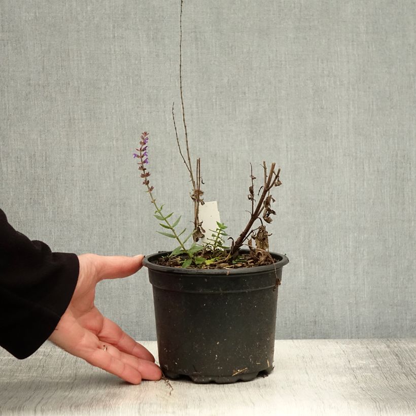 Ejemplar de Salvia nemorosa Ostfriesland Maceta 2L/3L entregado en otoño