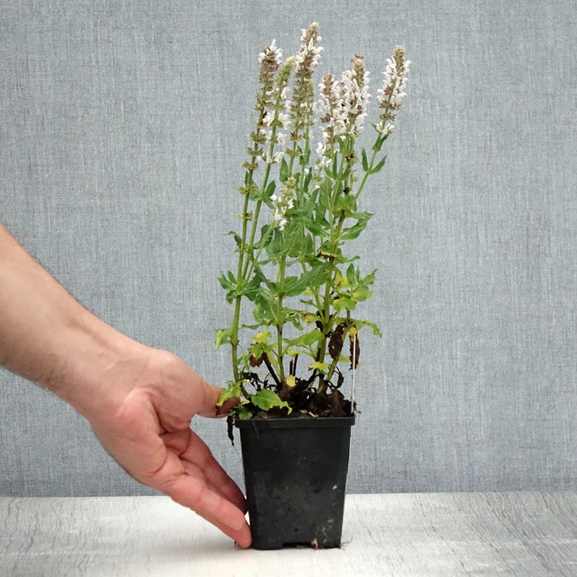 Ejemplar de Salvia nemorosa Salute White - Sauge des bois Godet de 8/9 cm entregado en verano