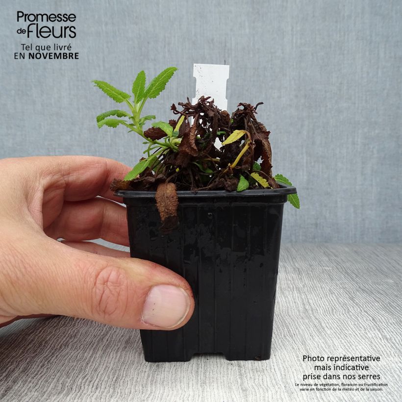 Ejemplar de Salvia nemorosa Schneehügel Maceta de 8/9 cm entregado en otoño