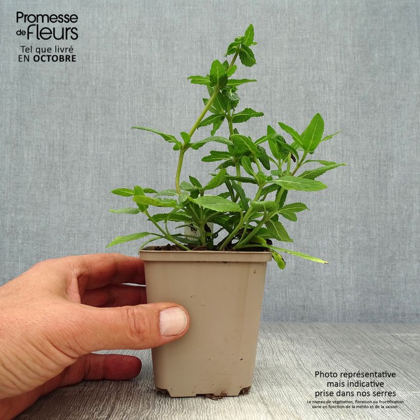 Ejemplar de Salvia nemorosa Sensation Rose Maceta de 8/9 cm entregado en otoño