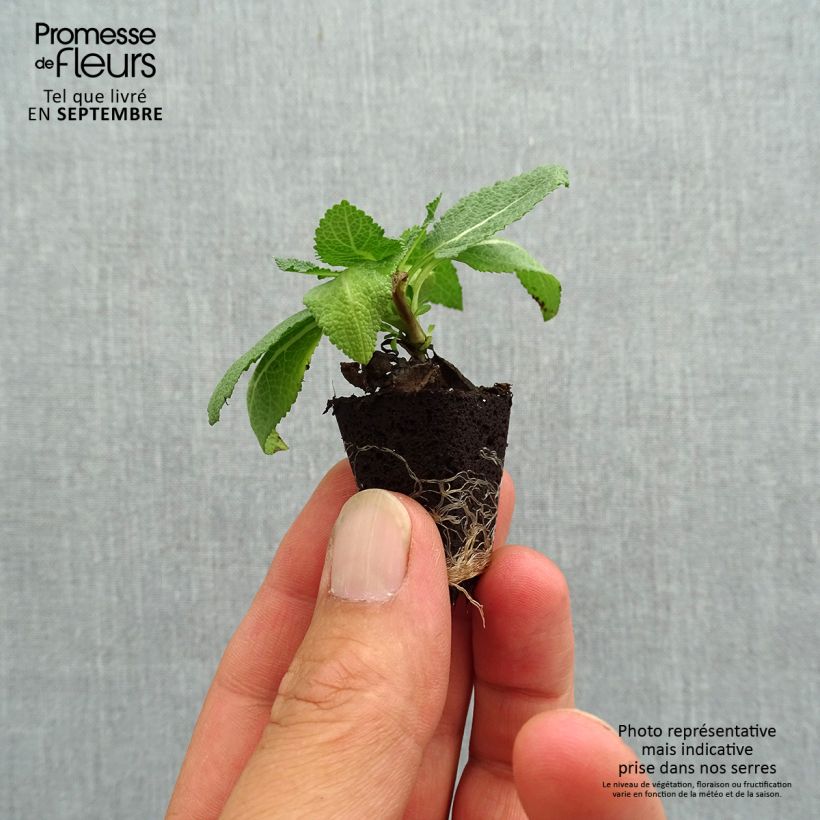 Ejemplar de Salvia nemorosa Sensation Rose minicepellón: Ø 3/4 cm entregado en otoño