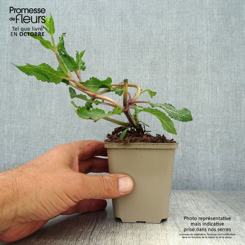 Ejemplar de Salvia nemorosa Serenade Maceta de 8/9 cm entregado en otoño