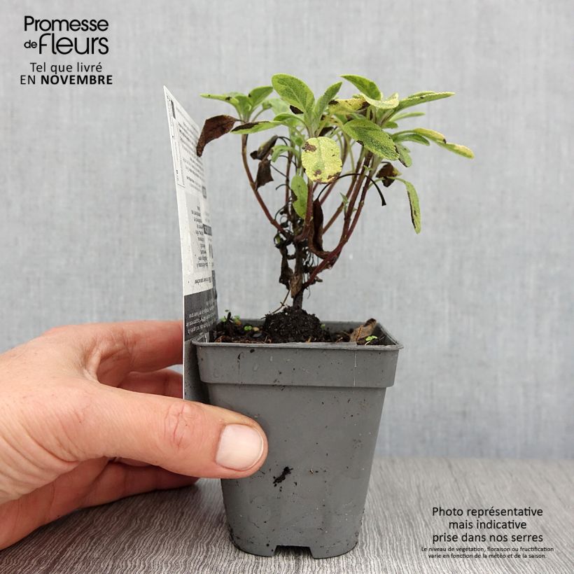 Ejemplar de Salvia real Icterina Maceta de 8/9 cm entregado en otoño