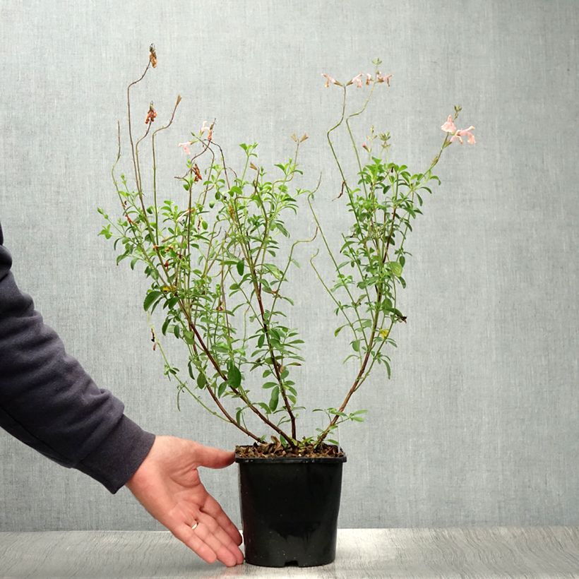 Ejemplar de Salvia Papajan Maceta 2L/3L entregado en verano