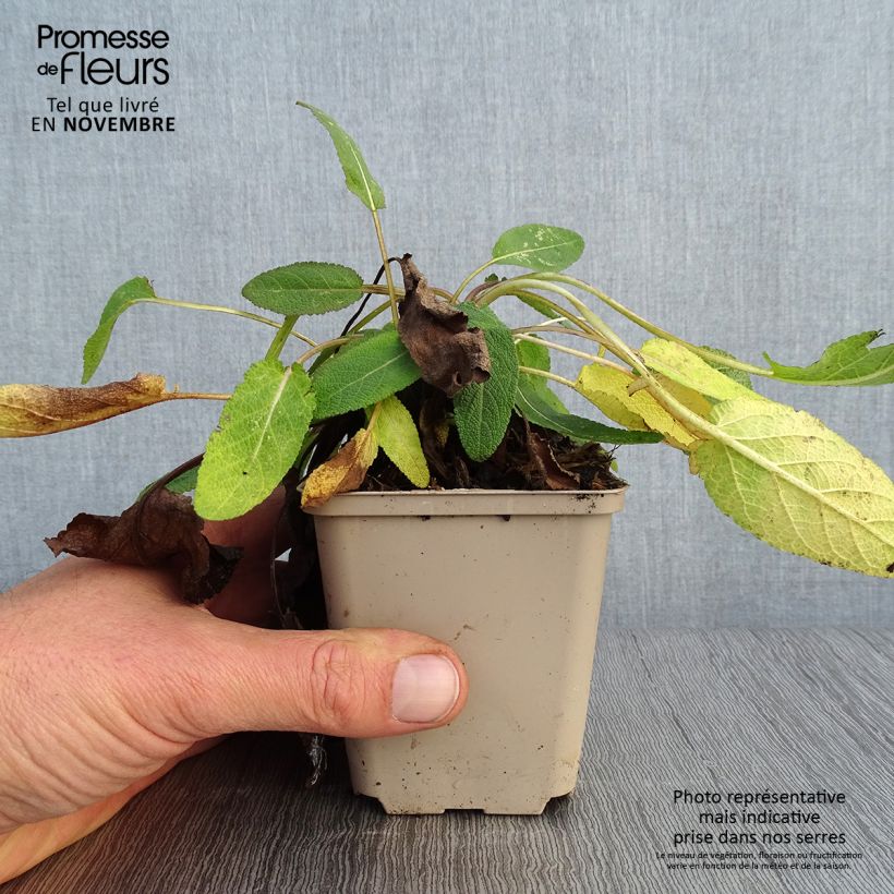 Ejemplar de Salvia pratensis Eveline - Salvia de prados Maceta de 8/9 cm entregado en otoño