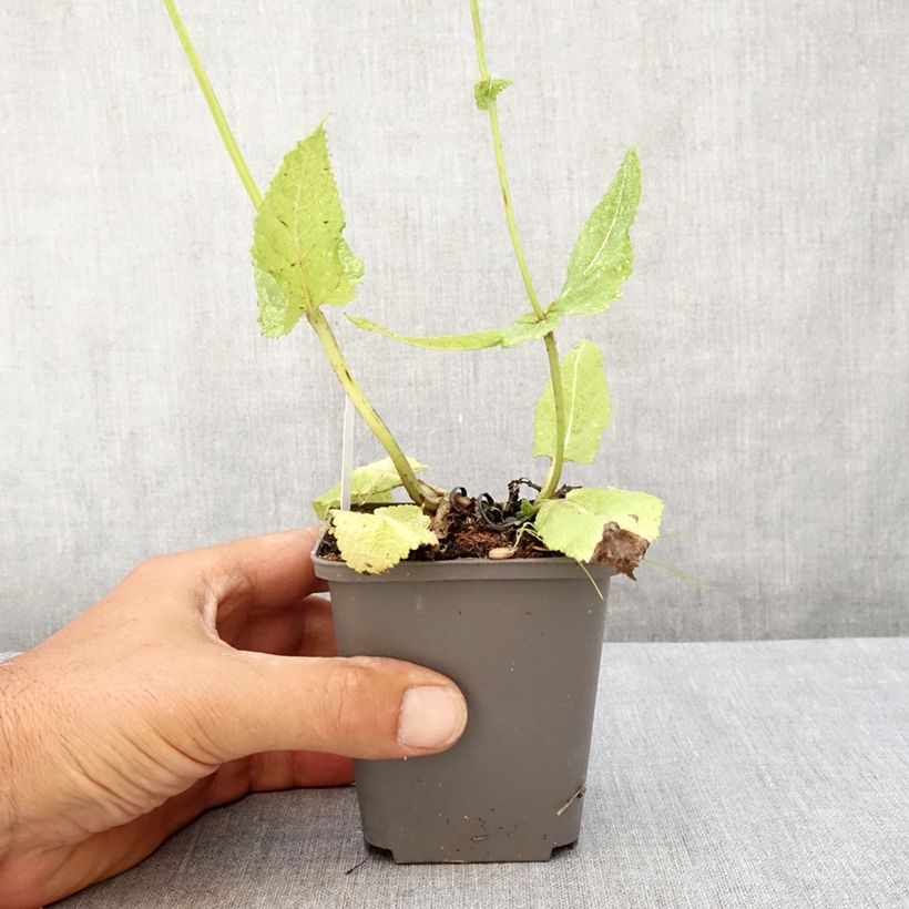 Ejemplar de Salvia pratensis Madeline - Salvia de prados Maceta de 8/9 cm entregado en verano