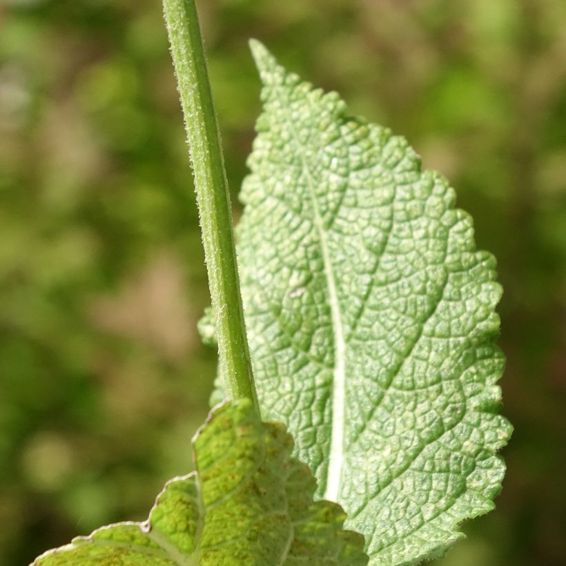 Salvia pratensis Madeline - Salvia de prados (Follaje)