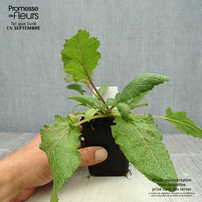 Ejemplar de Salvia pratensis Rose Rhapsody - Salvia de prados Maceta de 8/9 cm entregado en otoño