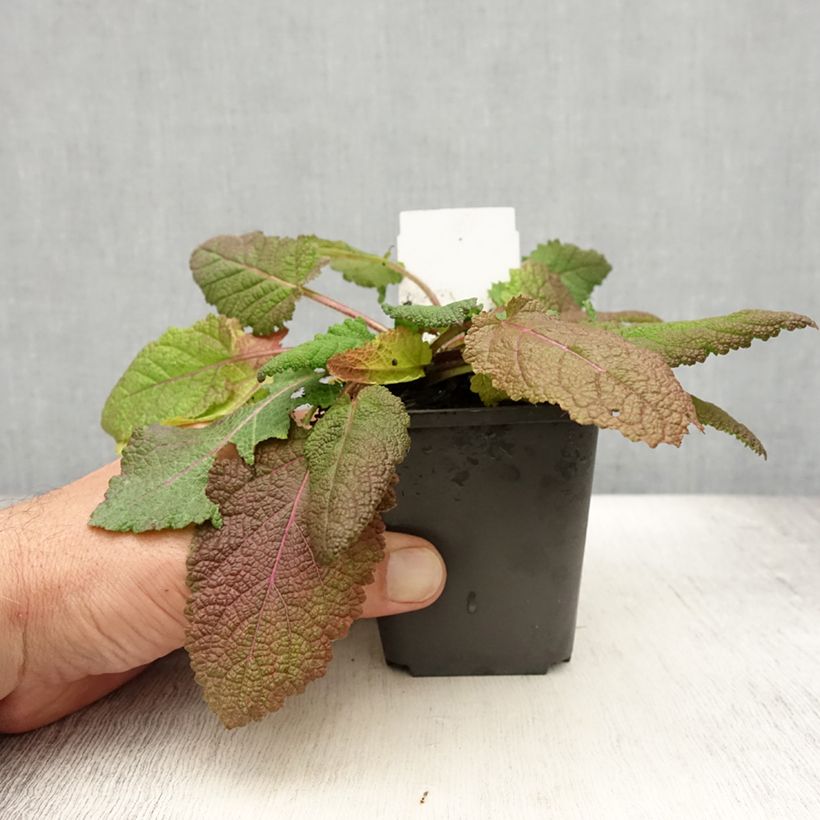 Ejemplar de Salvia pratensis Rose Rhapsody - Salvia de prados Maceta de 8/9 cm entregado en verano