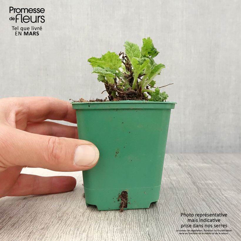Salvia pratensis Swan Lake - Salvia de prados Maceta de 8/9 cm Ejemplar entregado en la primavera