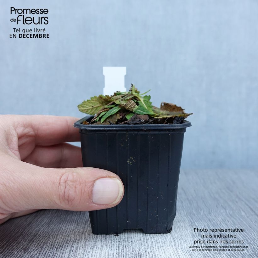Ejemplar de Salvia pratensis FASHIONISTA Vanity Flair - Salvia de prados Maceta de 8/9 cm entregado en otoño