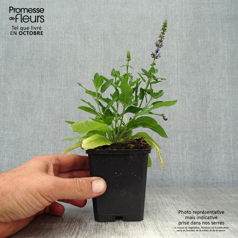 Ejemplar de Salvia superba Reine Bleue Maceta de 8/9 cm entregado en otoño