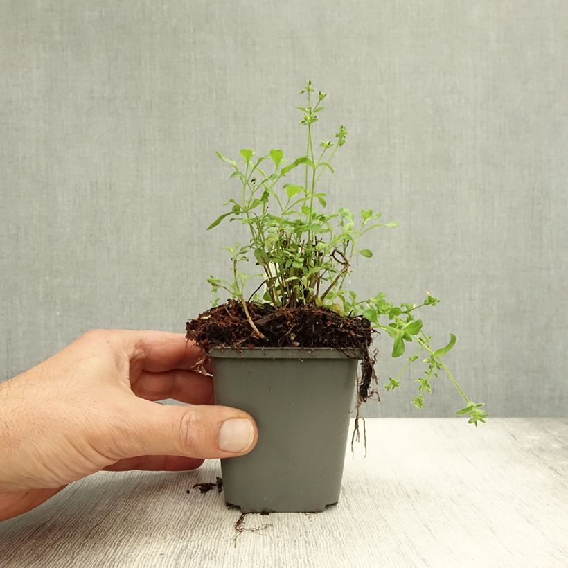 Ejemplar de Salvia jamensis Carolus Maceta de 8/9 cm entregado en otoño