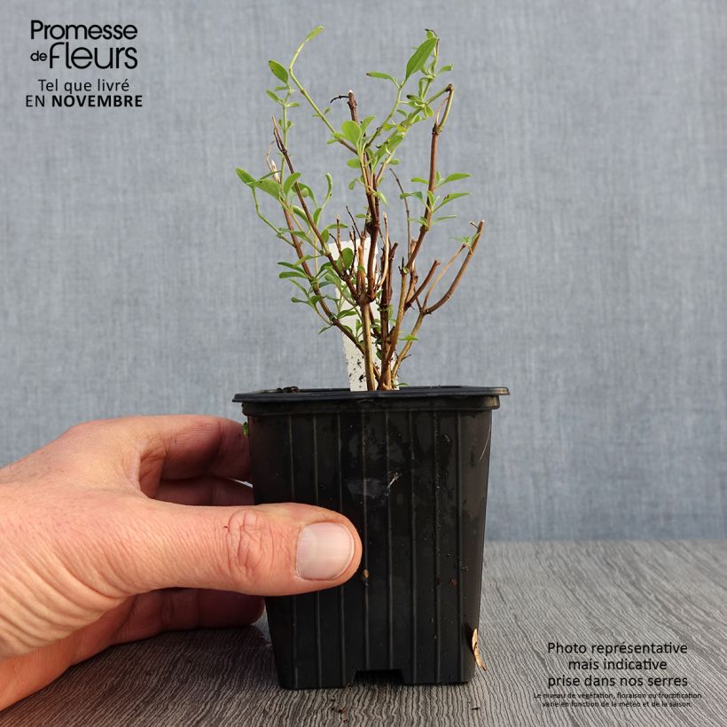 Ejemplar de Salvia jamensis Delice Roselilac Maceta de 8/9 cm entregado en otoño