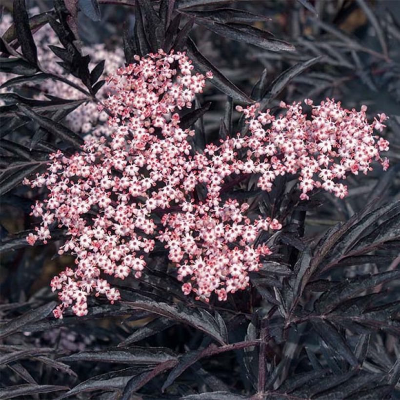 Saúco negro Black Lace - Sambucus nigra (Floración)